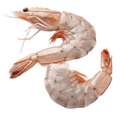 Udang Windu Laut Segar / Fresh Tiger Prawn (500 gr)